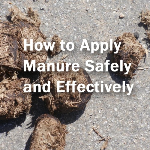 Use manure safely in the garden