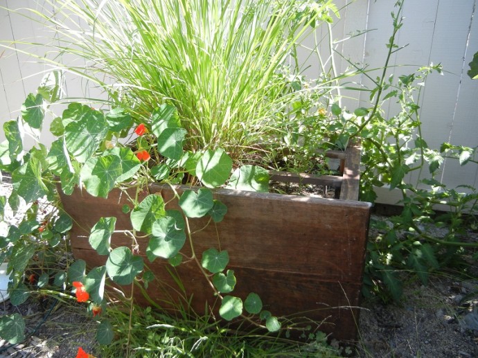 Using an Old Bureau as a Planter for Creative Raised Bed Gardening