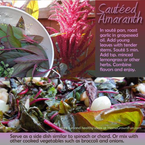 Amaranth Recipes