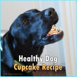 Homemade Dog Treats Healthy