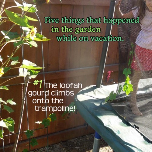 Vacation Garden Watering Ideas 1 loofah small