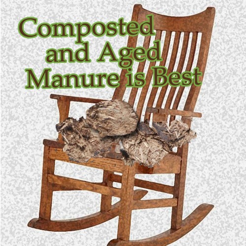 composted and aged manure is best