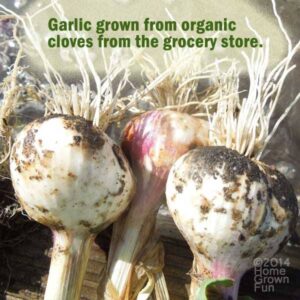 HOW TO Grow Garlic from the GROCERY STORE