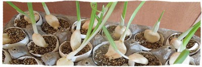 garlic sprouts edible