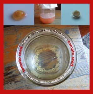 how to save tomato seed