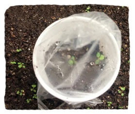 Cover seeds with plastic