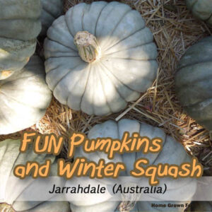 jarrahdale pumpkin seeds uses winter squash types