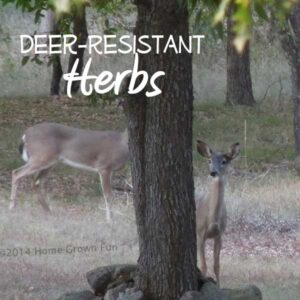 Deer Eating Herbs
