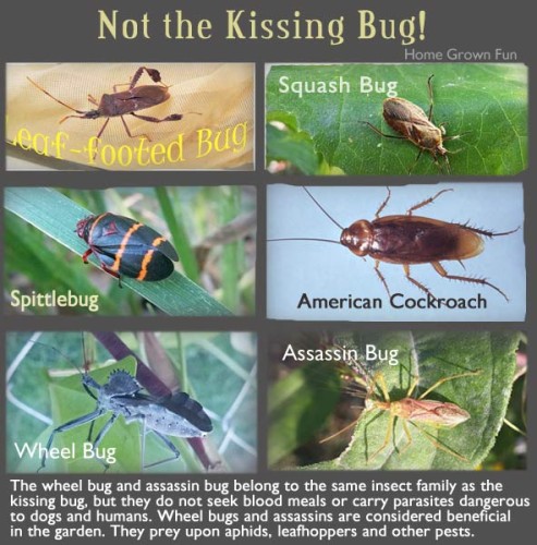 kissing bug bites humans
