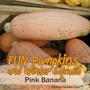 pink banana long squash