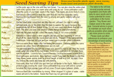 how to save seeds for beginners
