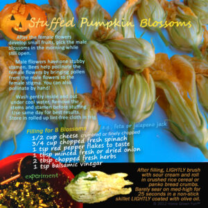 How to make stuffed squash blossoms and how to make stuffed pumpkin blossoms