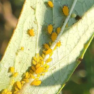 Aphids on milkweed no chemicals