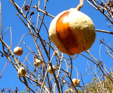 California Buckeye Seed Horse Chestnut uses poisionous about how to