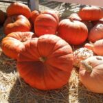 Cinderella pumpkin uses cooking