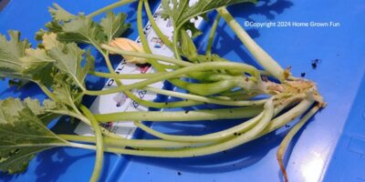 sawdust frass made by the squash vine borer