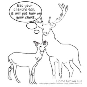Herbs Deer Won't Eat