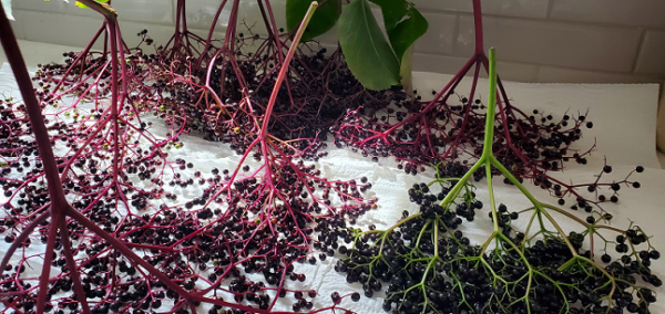 What do elderberries look like?