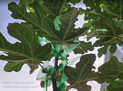 Protect Figs from Birds with Bags
