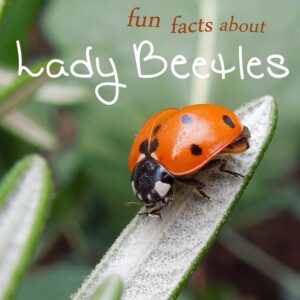 ladybug facts for kids