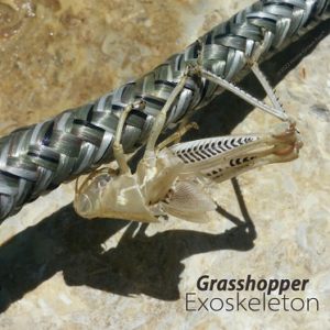 Grasshopper exoskeleton chitin