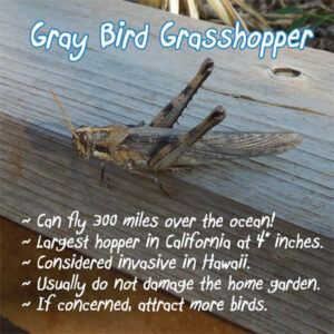 Gray Bird Grasshopper Facts