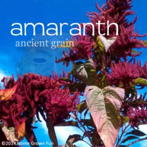 HOW TO GROW Amaranth