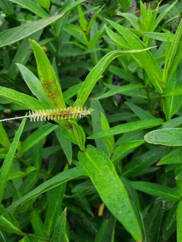 HOW TO Get Rid of Aphids Naturally