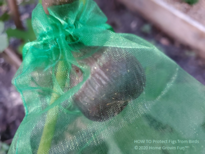 Fig protected in an organza bag