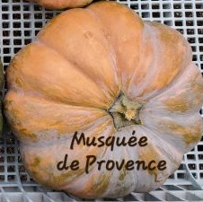 Musquée De Provence resembles a wheel of cheese