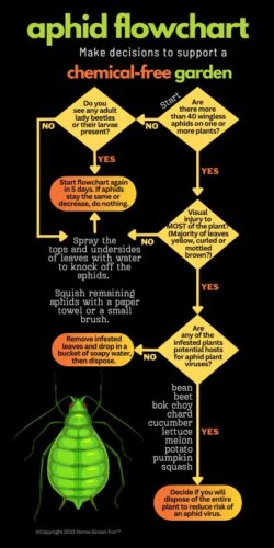 HOW TO Control Aphids Flowchart for Chemical Free Garden