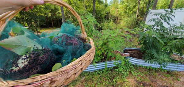 Elderberry Syrup Recipe