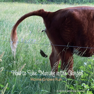 How to use manure in the garden