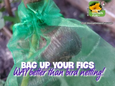 HOW TO protect figs from birds using bags