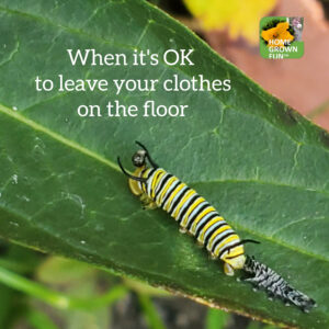 Monarch molting through a 3rd instar