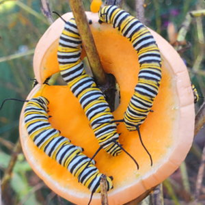 Monarch caterpillars eat squash and milkweed