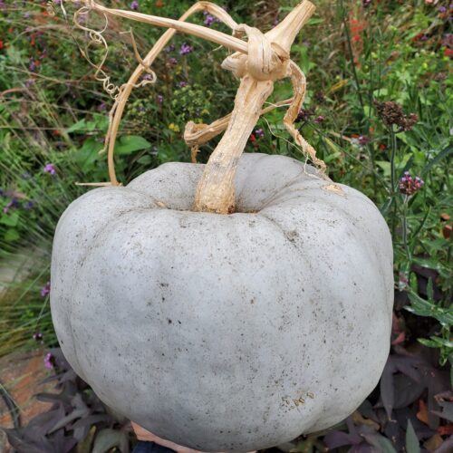 HOW TO ROAST A WHOLE PUMPKIN