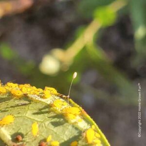 Lacewing egg on milkweed near aphids