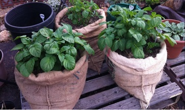 HOW TO Grow potatoes in bags easily
