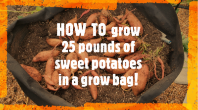 Best method for growing sweet potatoes