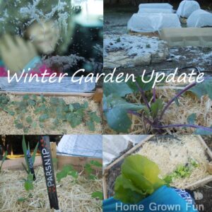Grow a Winter Garden