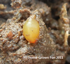 5 Entertaining Facts about Red Worm Eggs - Home Grown Fun