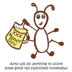 Ants and aphids relationship