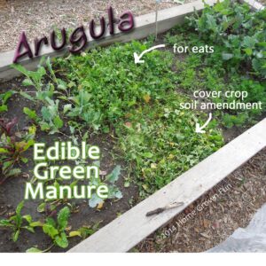 How to Use Arugula as a Cover Crop