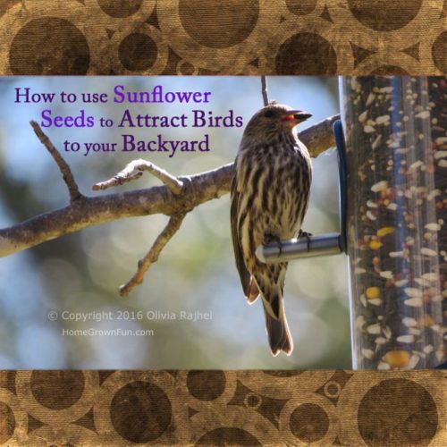 attracting birds with sunflowers