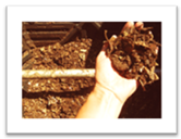 How to Compost at Home