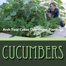 Growing Cucumbers in Small Spaces