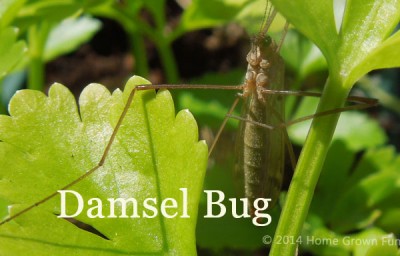 damsel bug attract