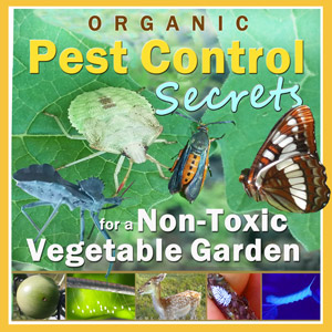 Organic Pest Control Secrets for a Non-Toxic Vegetable Garden