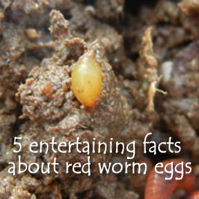 worm egg image